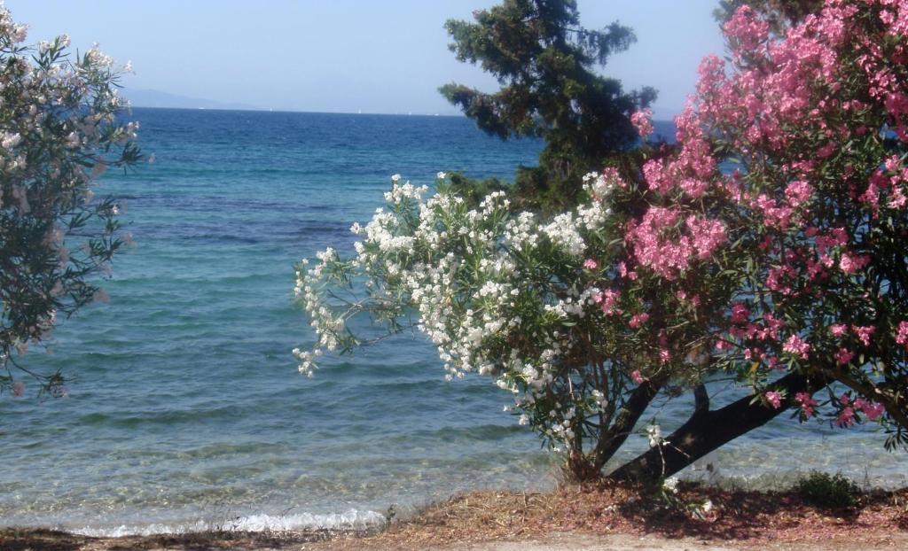 Aliki Studios Μπούκαρι Εξωτερικό φωτογραφία